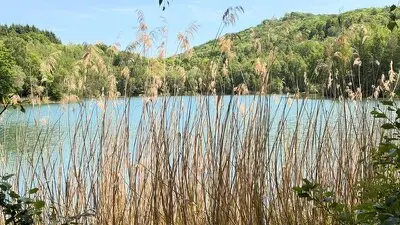 Bild vom Hellkopfsee Schilfansicht